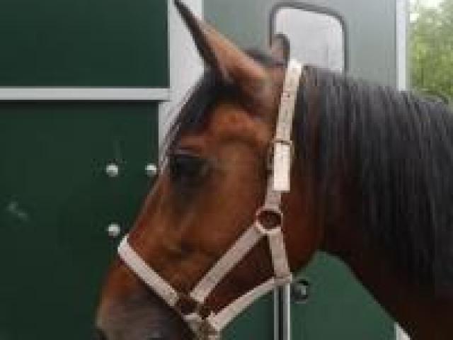 Achat d'un cheval. Quels sont les recours possibles, les enjeux et les risques ?